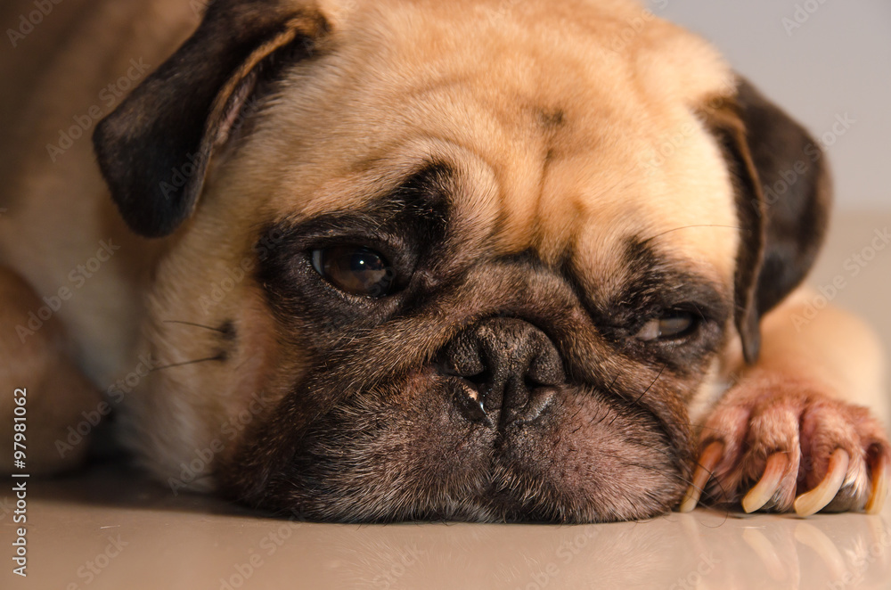 Close-up face lovely happy white fat cute pug dog rest sleep laying on the floor under warm summer sunlight making funny face with home. Close-up face lovely happy white fat cute pug dog rest sleep laying on the floor under warm summer sunlight making funny face with home.