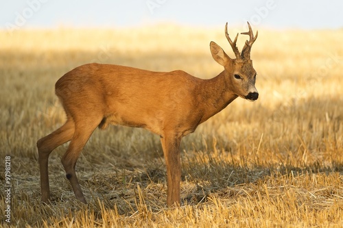 roe deer
