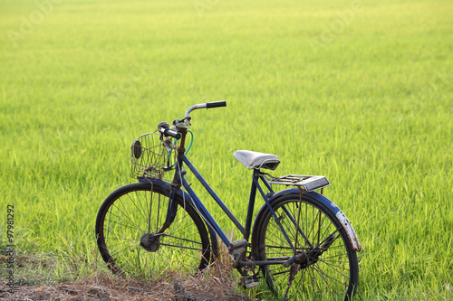 old bicycle at paddy field.