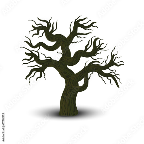 oak isolated on white backg...