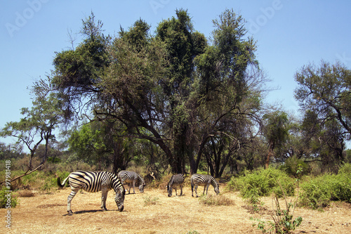 Burchell s zebra in Kruger National park