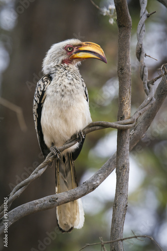 Southern yellow-billed hornbill in Kruger National park © PACO COMO
