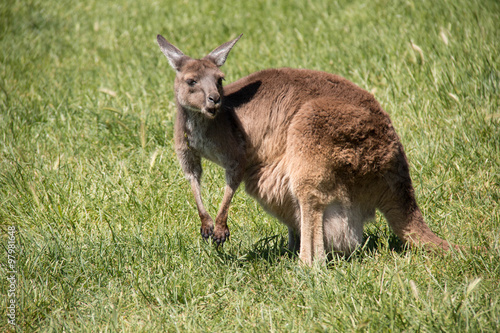  Brown kangaroo in wildlife conservation, Australia.
