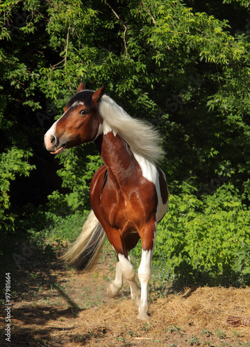Tinker Pony horse - galloping in bushes 