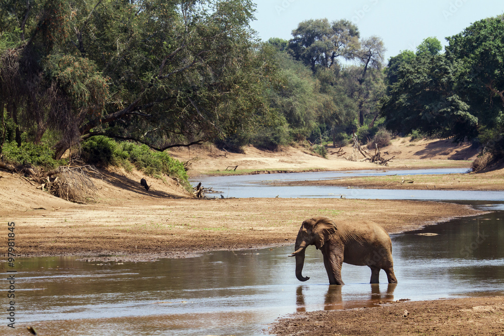African bush elephant in Kruger National park