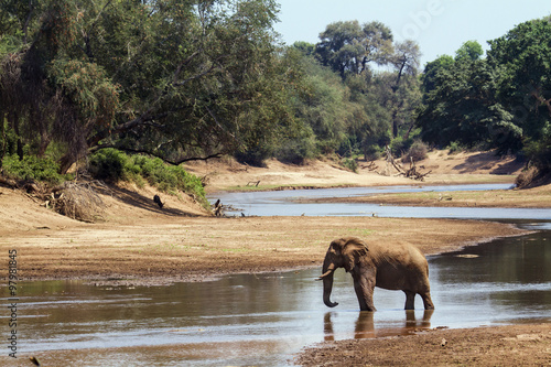 African bush elephant in Kruger National park