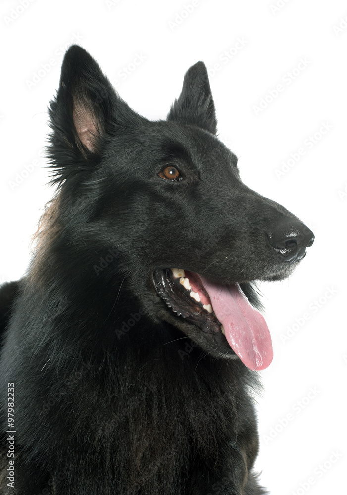belgian shepherd Groenendael belgian shepherd Groenendael