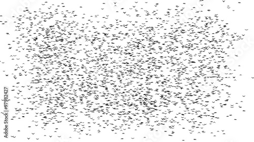 A half  flock of flying birds forms the words BLACK FRIDAY - part of timelapse, stop motion, gif animation