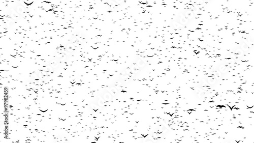 A duple flock of flying birds forms the words BLACK FRIDAY - part of timelapse, stop motion, gif animation