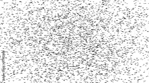 A duple flock of flying birds forms the words BLACK FRIDAY - part of timelapse, stop motion, gif animation