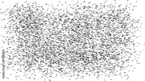 A duple flock of flying birds forms the words BLACK FRIDAY - part of timelapse, stop motion, gif animation