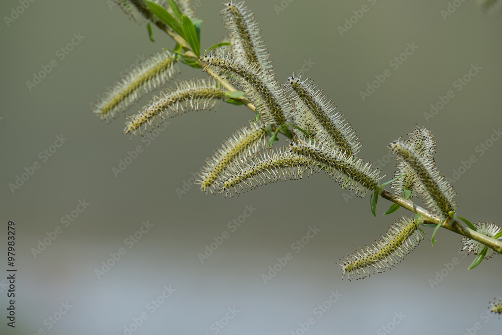 Naklejka premium Weide - Weidenkätzchen - Weidenbaum