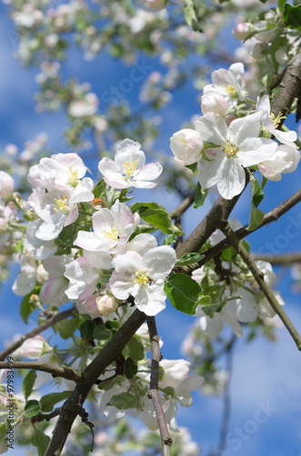 A branch of Apple blossoms on blue sky background