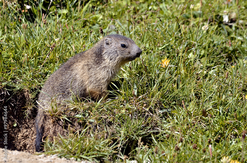 Young Alpine marmot in grass Young Alpine marmot in grass