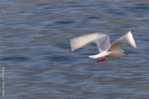 Fototapeta Naklejka Na Ścianę i Meble -  seagull flying on lake