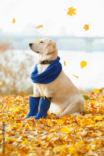 Fototapeta Naklejka Na Ścianę i Meble -  Autumn portrait of golden retriever junior