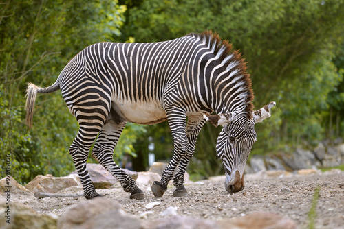 Zebra of Grevy