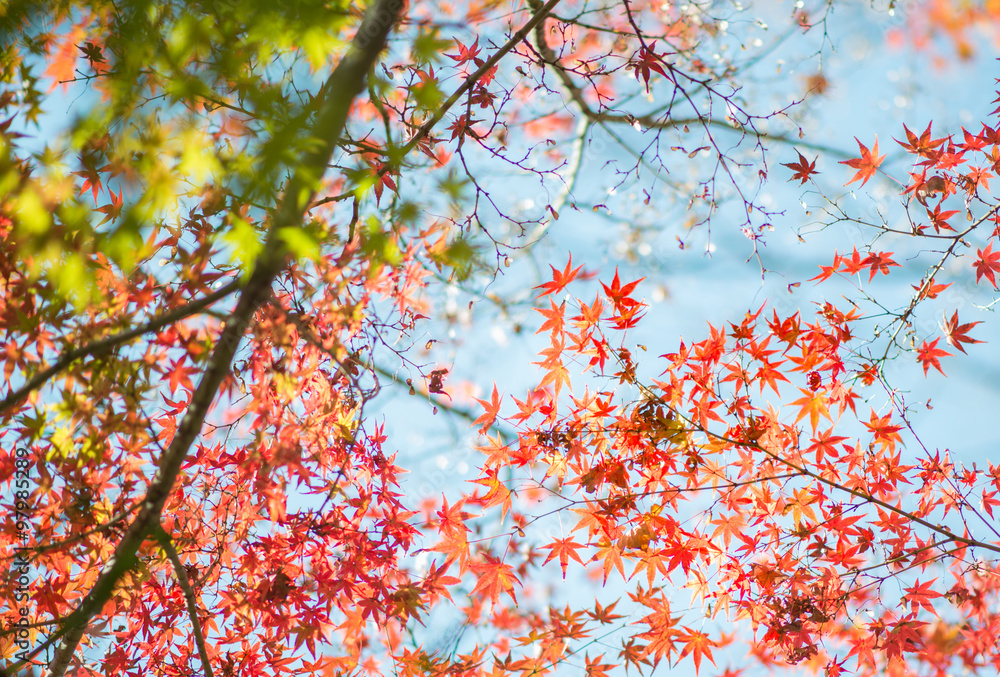 Branch of bright autumn maple leaves and blur background Branch of bright autumn maple leaves and blur background
