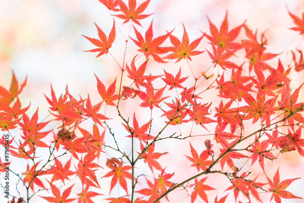 Branch of bright autumn maple leaves  and blur background