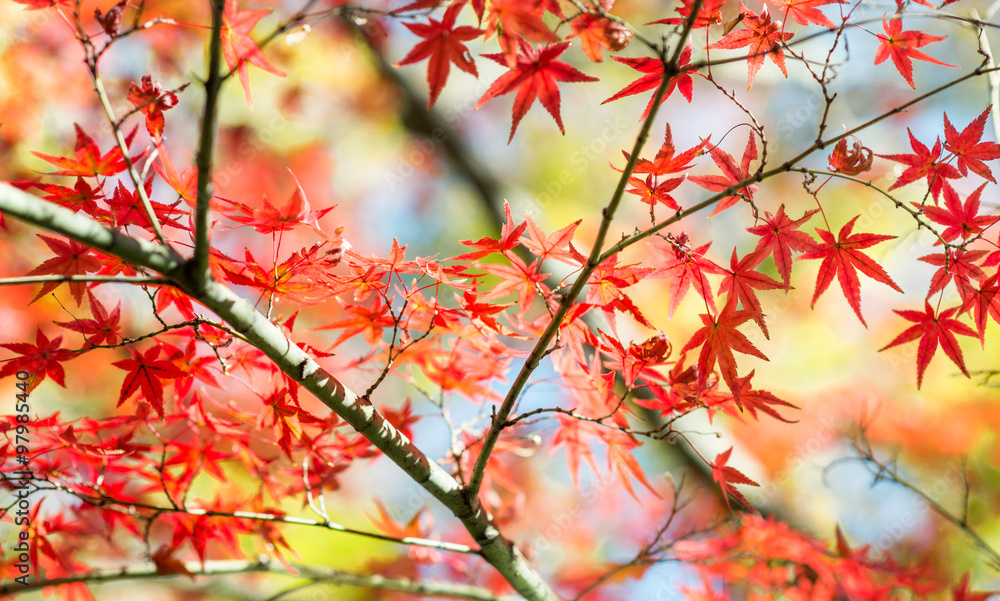 Branch of bright autumn maple leaves and blur background Branch of bright autumn maple leaves and blur background