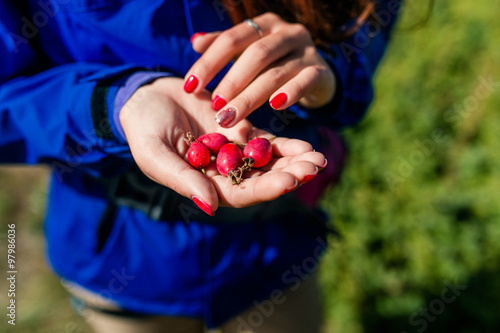 Red Rose hips in woman hands