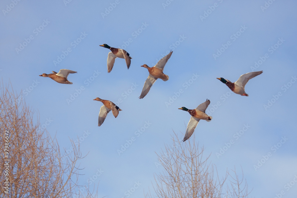 Obraz premium Six flying ducks. Mallard, or Wild duck (Anas platyrhynchos).
