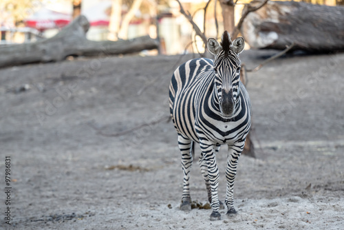 zebra at the zoo