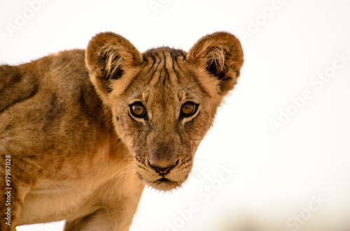 An inquisitive young Lion