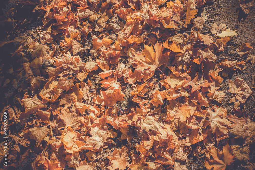 Obraz premium Autumn Leaves on the Ground Retro