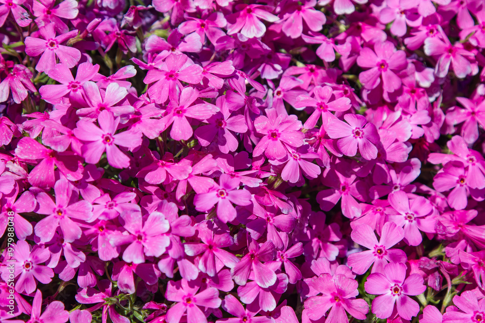 Pink moss phlox flowers and red of one side Pink moss phlox flowers and red of one side