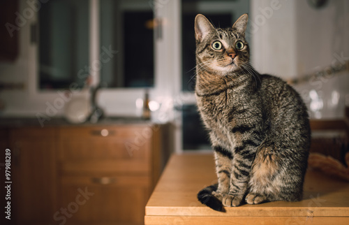 Fototapeta Naklejka Na Ścianę i Meble -  Tabby cat on the top of the table in the kitchen