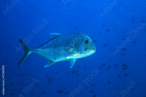 Giant trevally fish 
