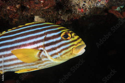 Oriental sweetlips fish  photo