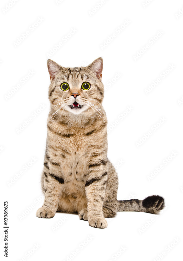 Portrait of a cute cat Scottish Straight