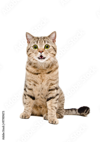 Portrait of a cute cat Scottish Straight