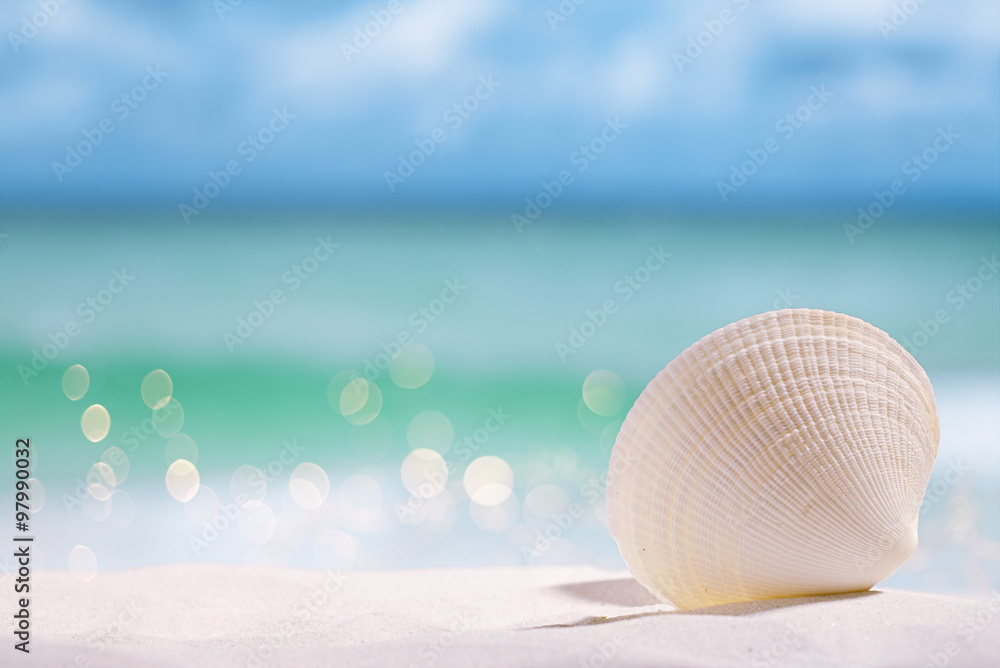white sea shell on beach sand and sea blue background white sea shell on beach sand and sea blue background