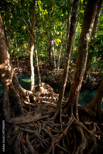 closeup green mangrove tree interlaced roots under sunlight © SlavaStock