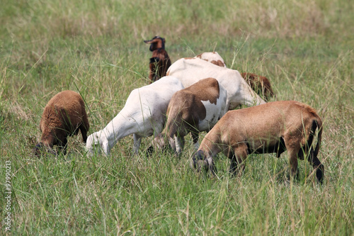 group of goat eating grass in field.