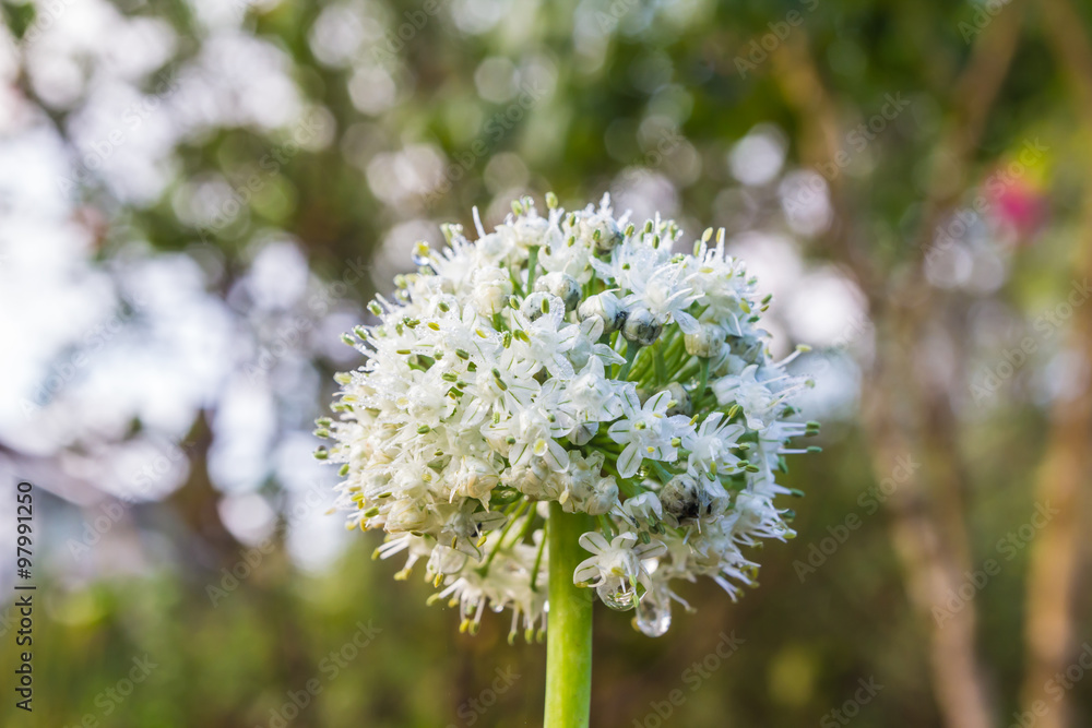 beautiful white flowers on green background beautiful white flowers on green background