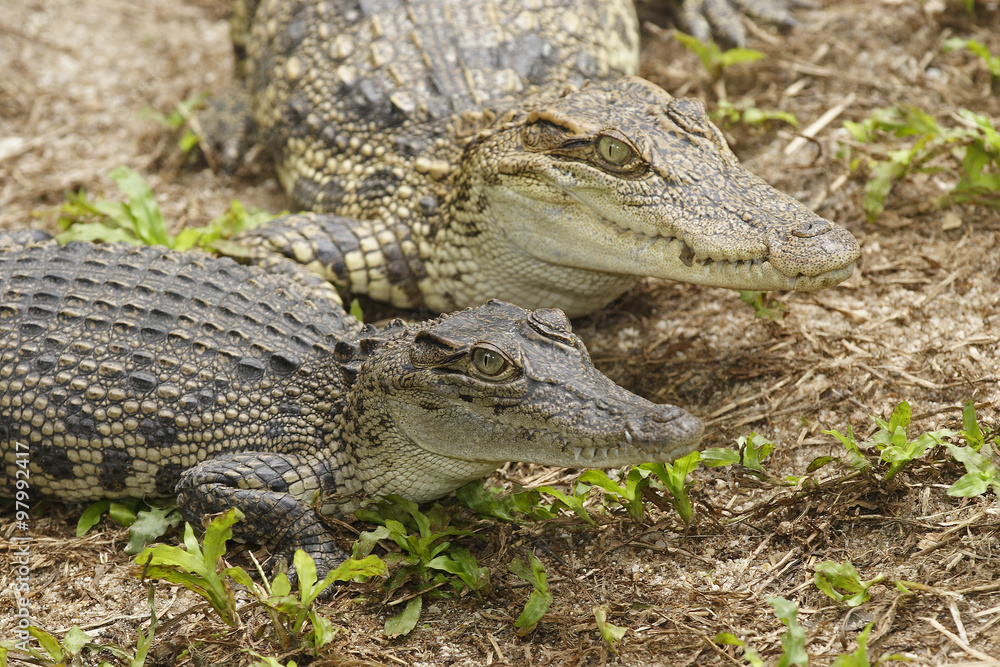 Fototapeta premium Siam Crocodile,( crocodylus siamensis), Vietnam, Asia