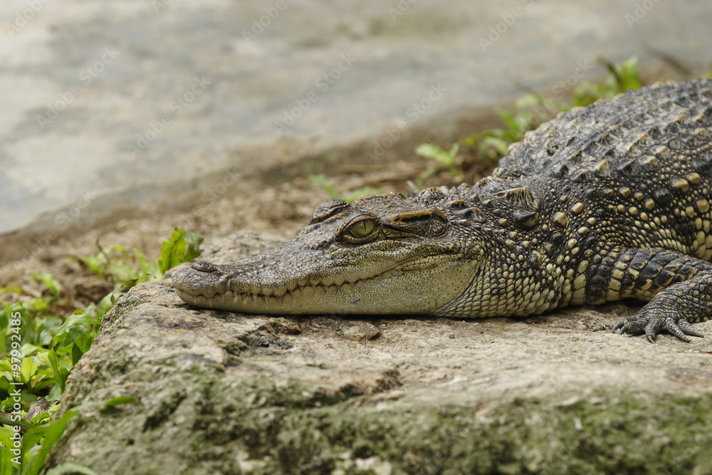Siam Crocodile,( crocodylus siamensis), Vietnam, Asia
