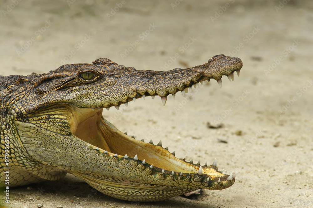 Fototapeta premium Siam Crocodile,( crocodylus siamensis), Vietnam, Asia