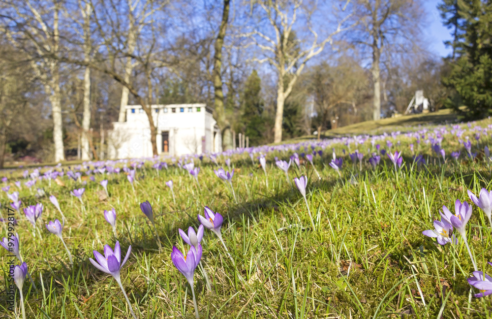 Obraz premium Crocuses in the Park in Springtime.