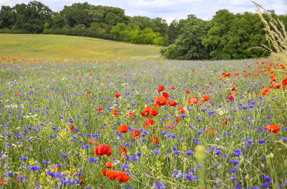 Flowering red poppies and cornflowers