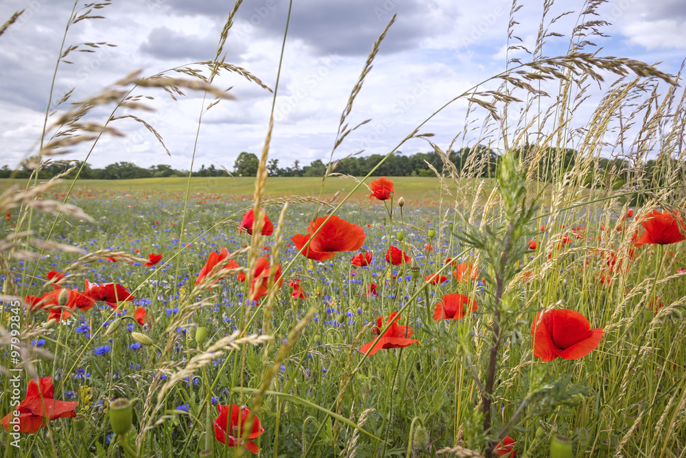 Flowering red poppies and cornflowers