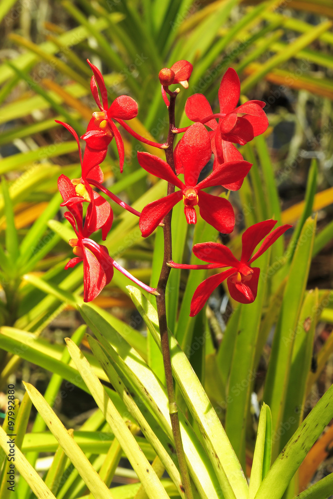 Obraz premium Tropical Orchid (Cattleya) ,Thailand