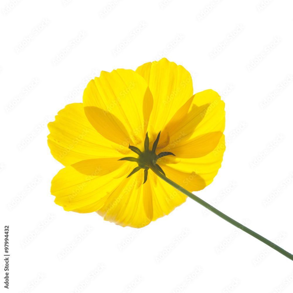 beautiful yellow flowers on white background. beautiful yellow flowers on white background.