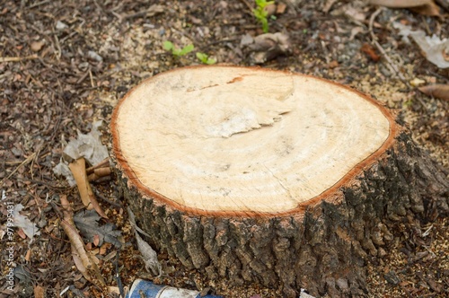 dry stump tree in garden