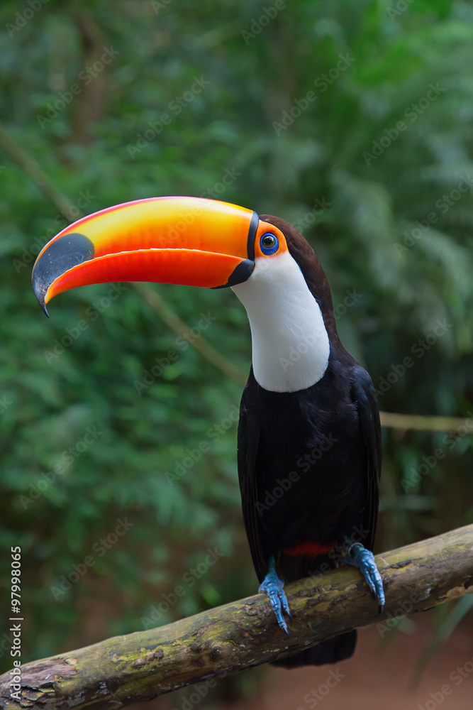 Fototapeta premium Kolorowy tucan