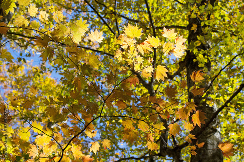 Yellow autumn tree branch
